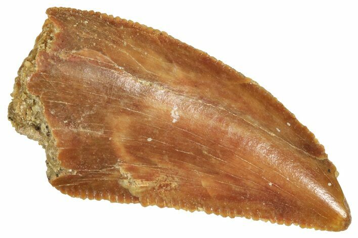 Serrated Raptor Tooth - Real Dinosaur Tooth #371491